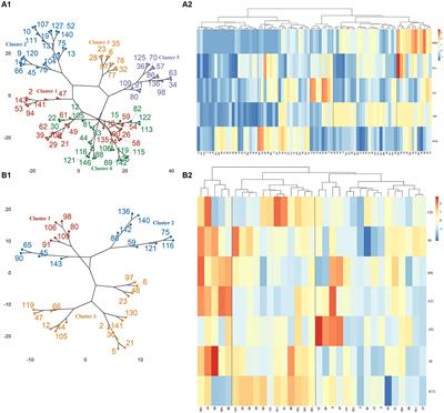 Classification of cognitive impairment in older adults based on brain functional state measurement data via hierarchical clustering analysis
